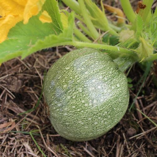 Zucchino tondo di Toscana e striato pugliese: come evitare la filatura del germoglio nei primi giorni di vita