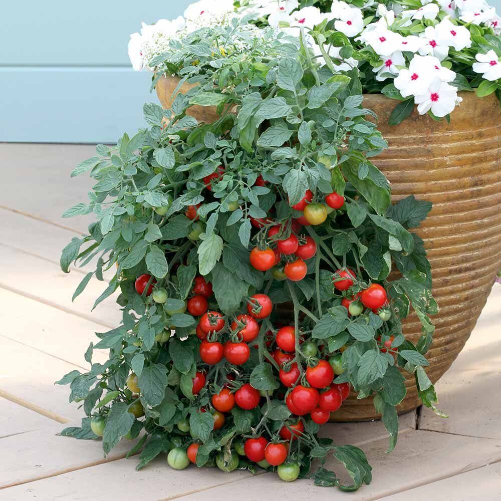 Frutti esotici sul balcone: come coltivare passiflora e tomatillo in vaso