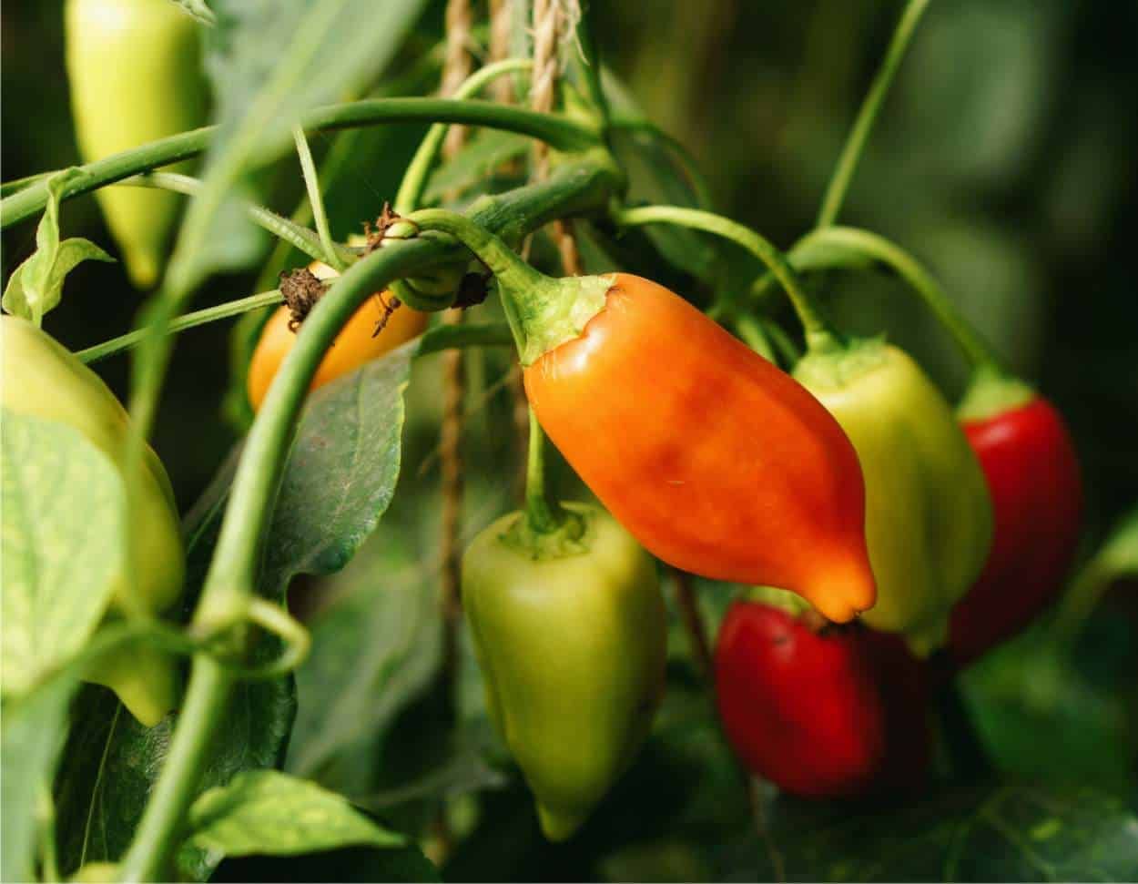 Accendi il tuo orto: varietà di peperoncini più piccanti del mondo da coltivare