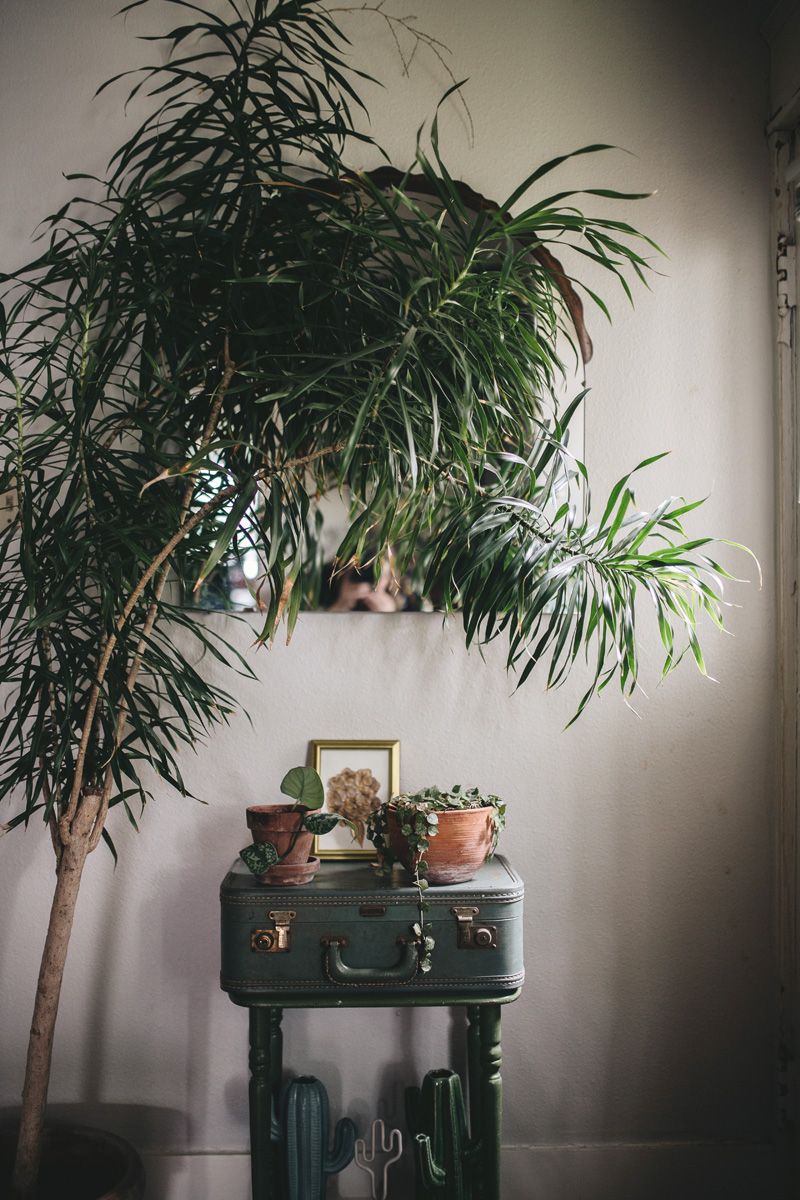 Trasforma il tuo salotto in una giungla: segreti per arredare con pandano e ficus auriculata