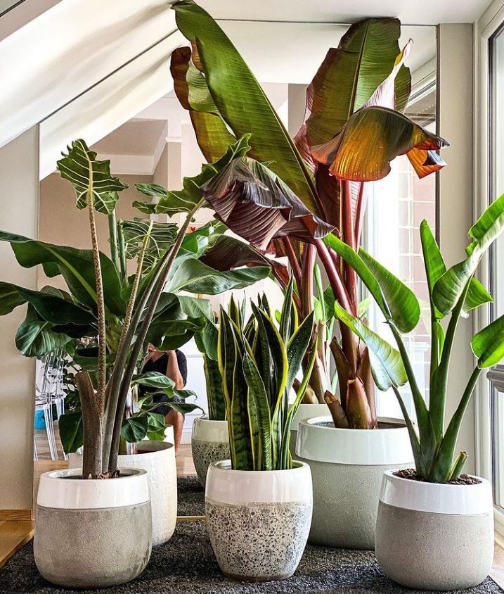 Semina indoor: come trasformare un angolo di casa in una nursery per le tue piante tropicali