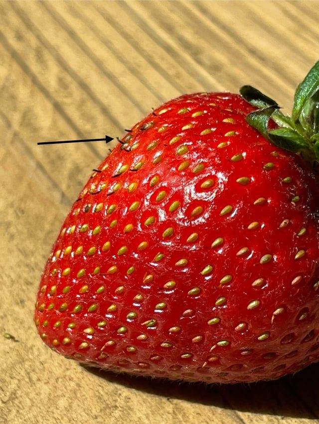 Perché i semi della mia fragola sono neri? Guida ai colori dei semi