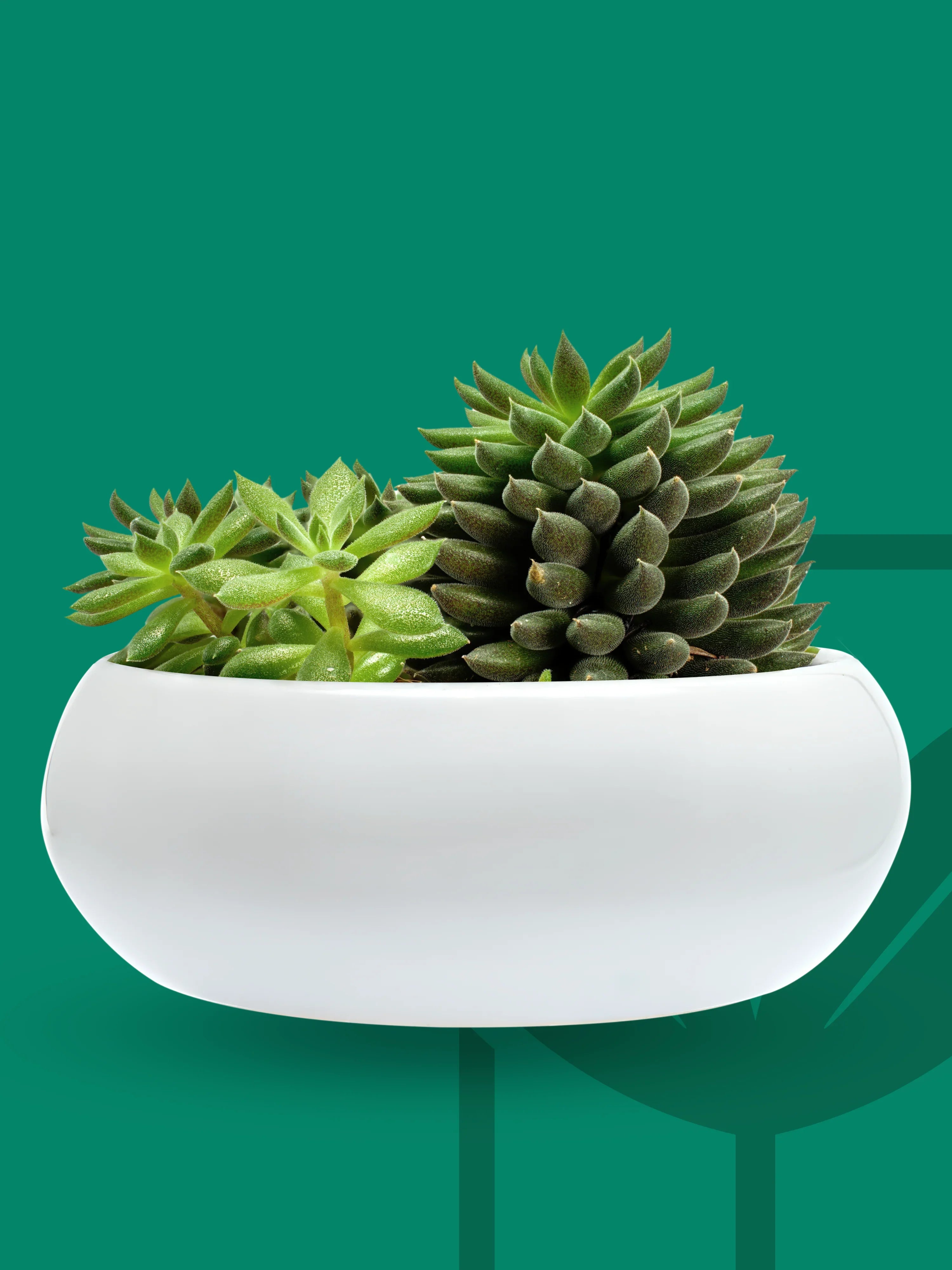 Semi di piante grasse succulente