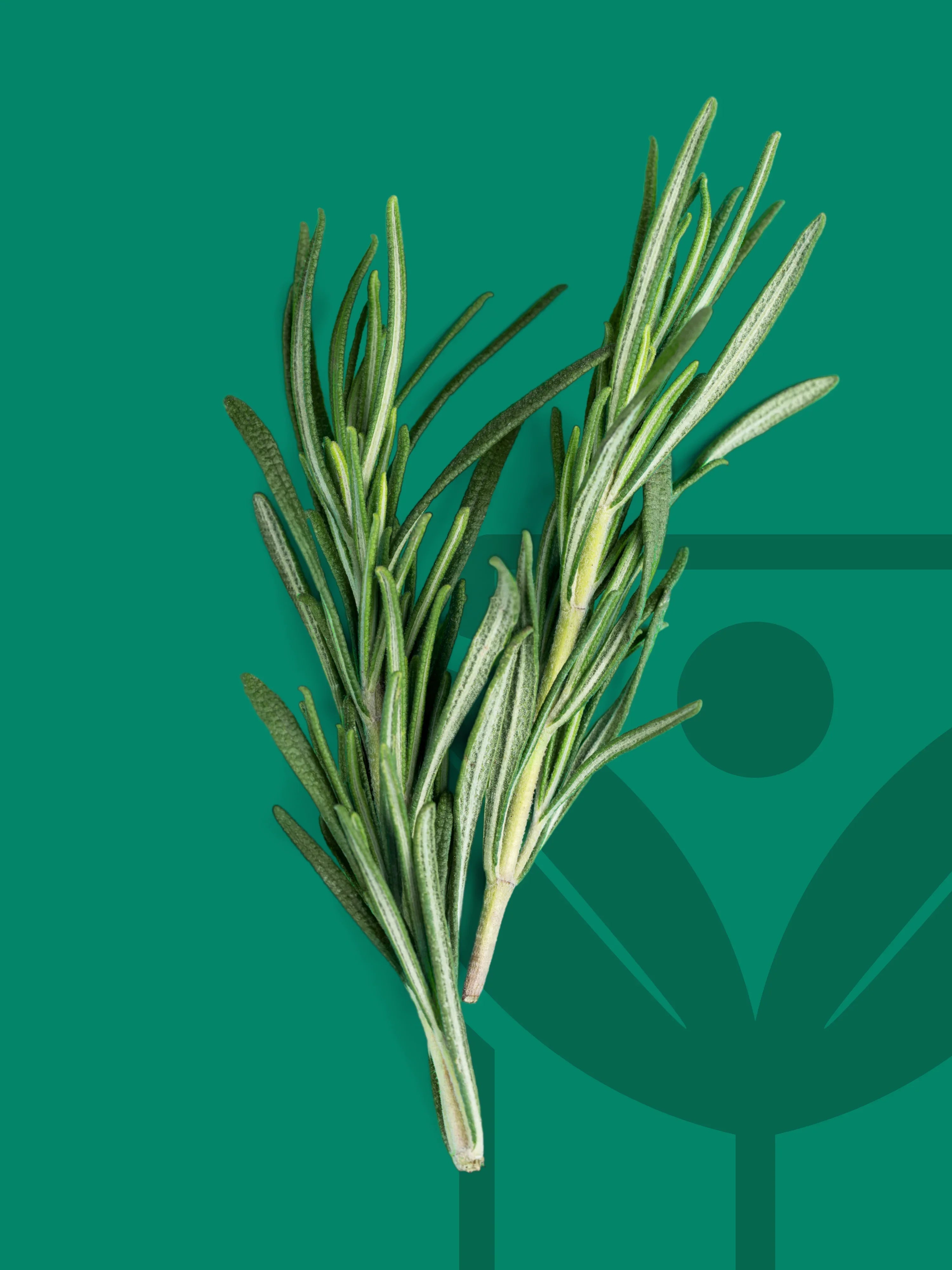 Semi di piante aromatiche