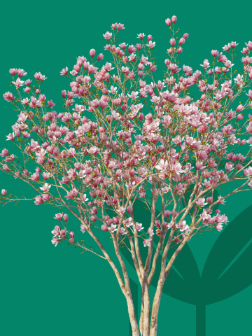 Semi di Alberi ornamentali