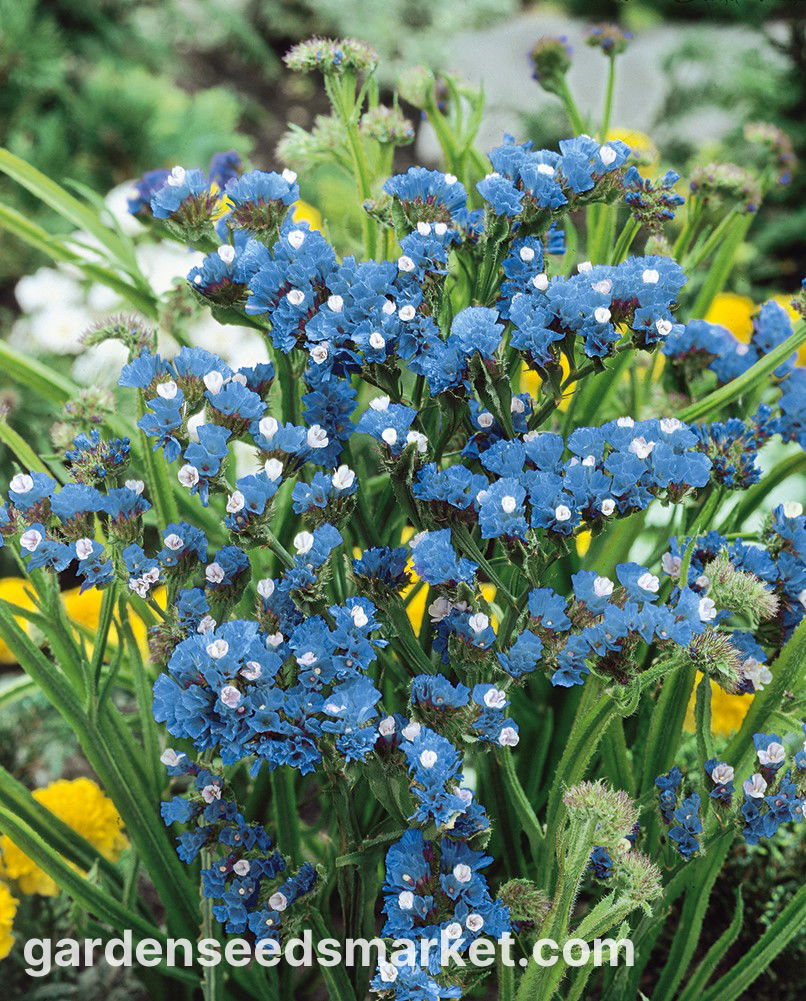 Statice Sinuata Azzurro – 10 Semi, Colore Azzurro Cielo, Effetto Naturale, Durevole, Facile da Coltivare, Alta Germinabilità, Non-GMO
