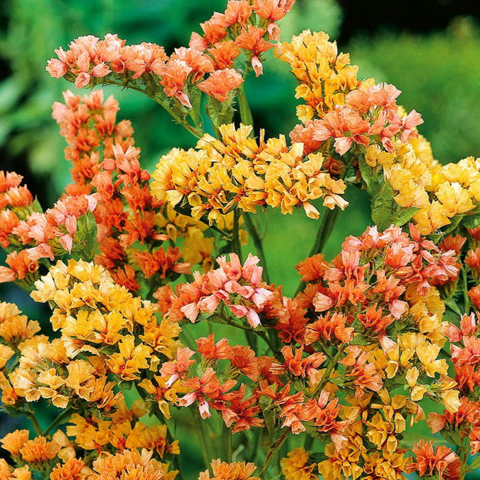 Statice Sinuata Arancio – 30 Semi – Cespugli Rami Rigidi, Fiori a Cime o Mazzetti, Usati Composizioni Fiori Secchi.