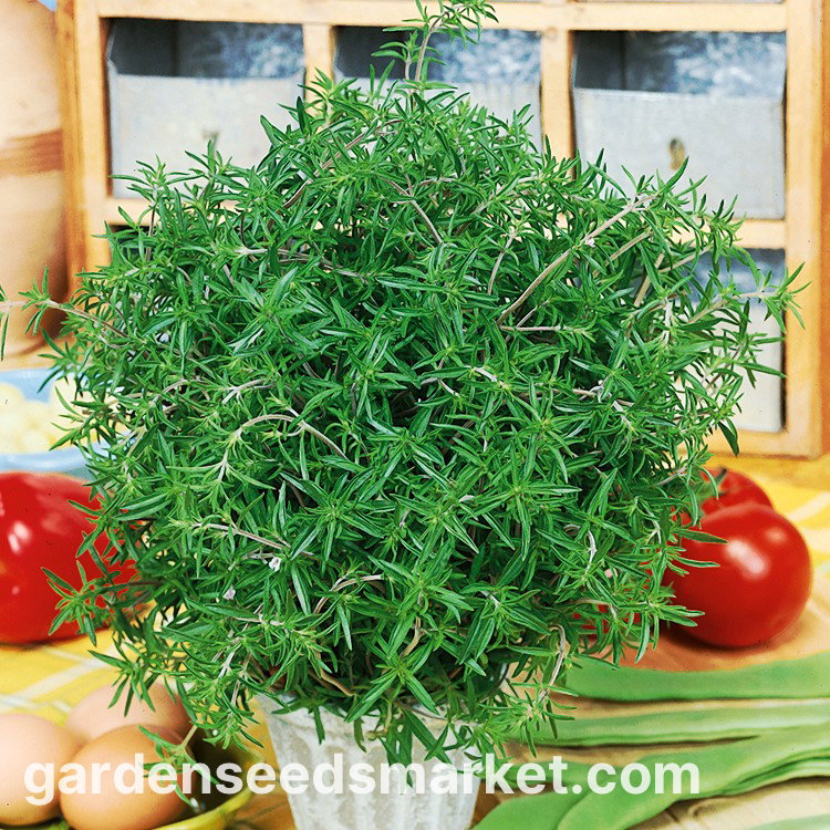 Saborea – 10 Semi, Satureja, Aromatico, Esterno, Facile da Coltivare, Alta Germinabilità, Non-GMO