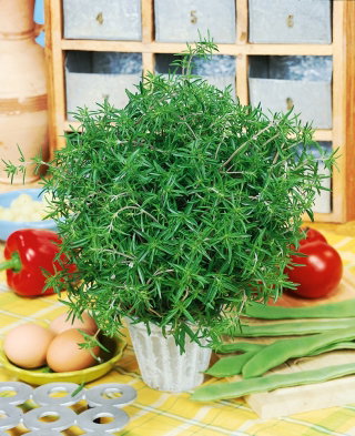 Santoreggia degli Orti – 10 Semi, Erba dei Legumi, Cucina, Facile da Coltivare, Alta Germinabilità, Non-GMO