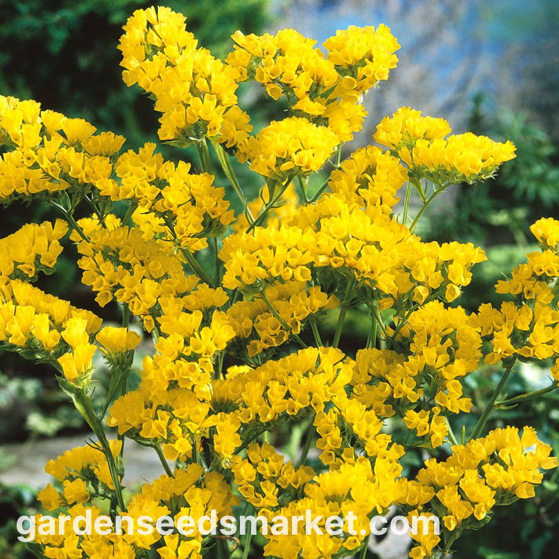 Statice Sinuata Yellow – 10 Seeds, Bright Sunny Yellow, Ideal for Drying, Perky, Easy to Grow, High Germination, Non-GMO