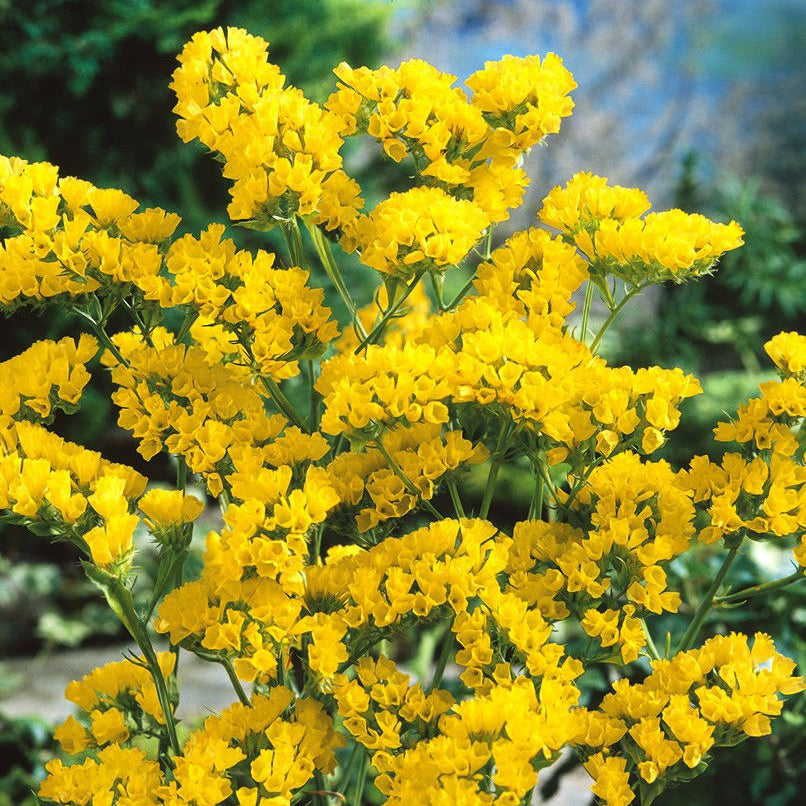 Statice Sinuata Gialla – 30 Semi – Cespugli Rami Rigidi, Fiori a Cime o Mazzetti, Usati Composizioni Fiori Secchi.
