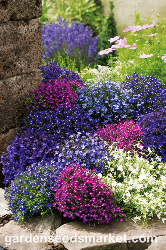 10 Semi di Lobelia Lobelia erinus – Semi Freschi, Alta Germinabilità, No-GMO
