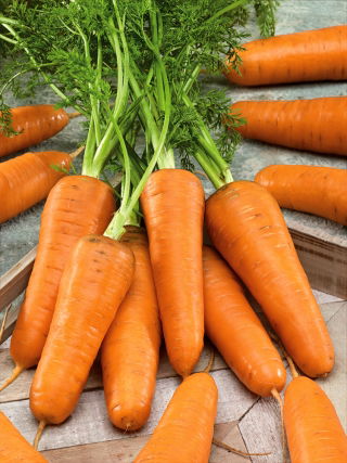 Carota Chantenay – 50 Semi, Forma Conica, Per Terreni Pesanti, Robusta, Facile da Coltivare, Alta Germinabilità, Non-GMO