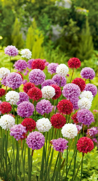 Armeria – 10 Semi, Resistente, Restauro, Giardino, Facile da Coltivare, Alta Germinabilità, Non-GMO