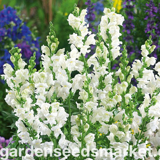 Bocca di Leone Snowflake – 30 Semi, Bianco Puro, Elegante, Fiori Recisi, Facile da Coltivare, Alta Germinabilità, Non-GMO