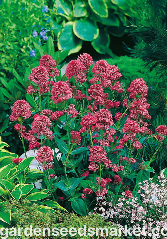 Valeriana Rossa – 10 Semi, Fiori Rossi, Muri, Giardino, Facile da Coltivare, Alta Germinabilità, Non-GMO