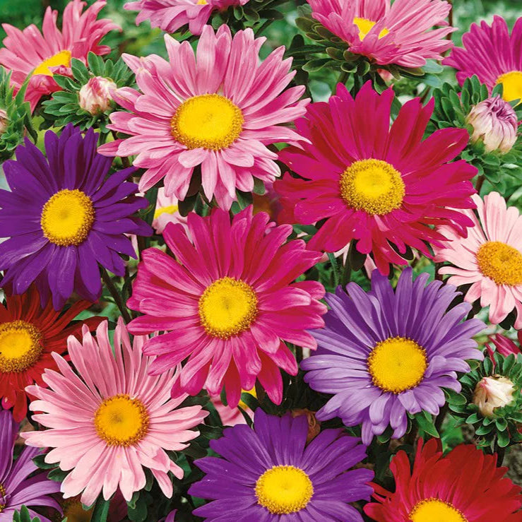 Astro Semplice Mix – 30 Semi – Raro, Gigante, Alta Germinabilità, Fiori Colorati, Ideale per Bordure e Vasi - Botanis - Vendita semi online di piante rare
