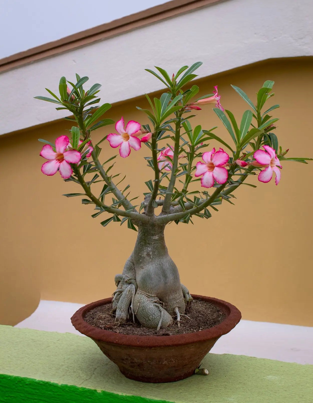 Rosa del Deserto – 10 Semi, Tronco Caudice, Fiori Doppi, Succulenta, Facile da Coltivare, Alta Germinabilità, Non-GMO