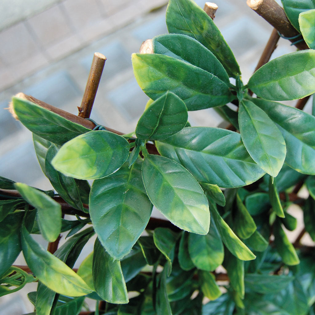 Olivilla – 10 Semi, Foglia Stretta, Mediterraneo, Siepe, Facile da Coltivare, Alta Germinabilità, Non-GMO