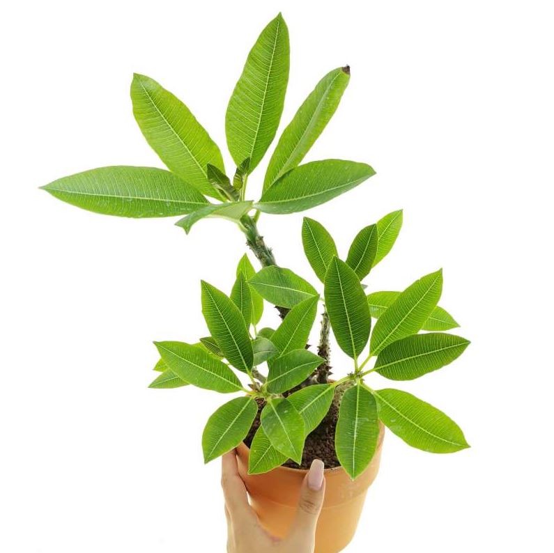 Pachypodium baronii - 10 Semi – Alta Germinabilità, Varietà Selezionata, Non-GMO