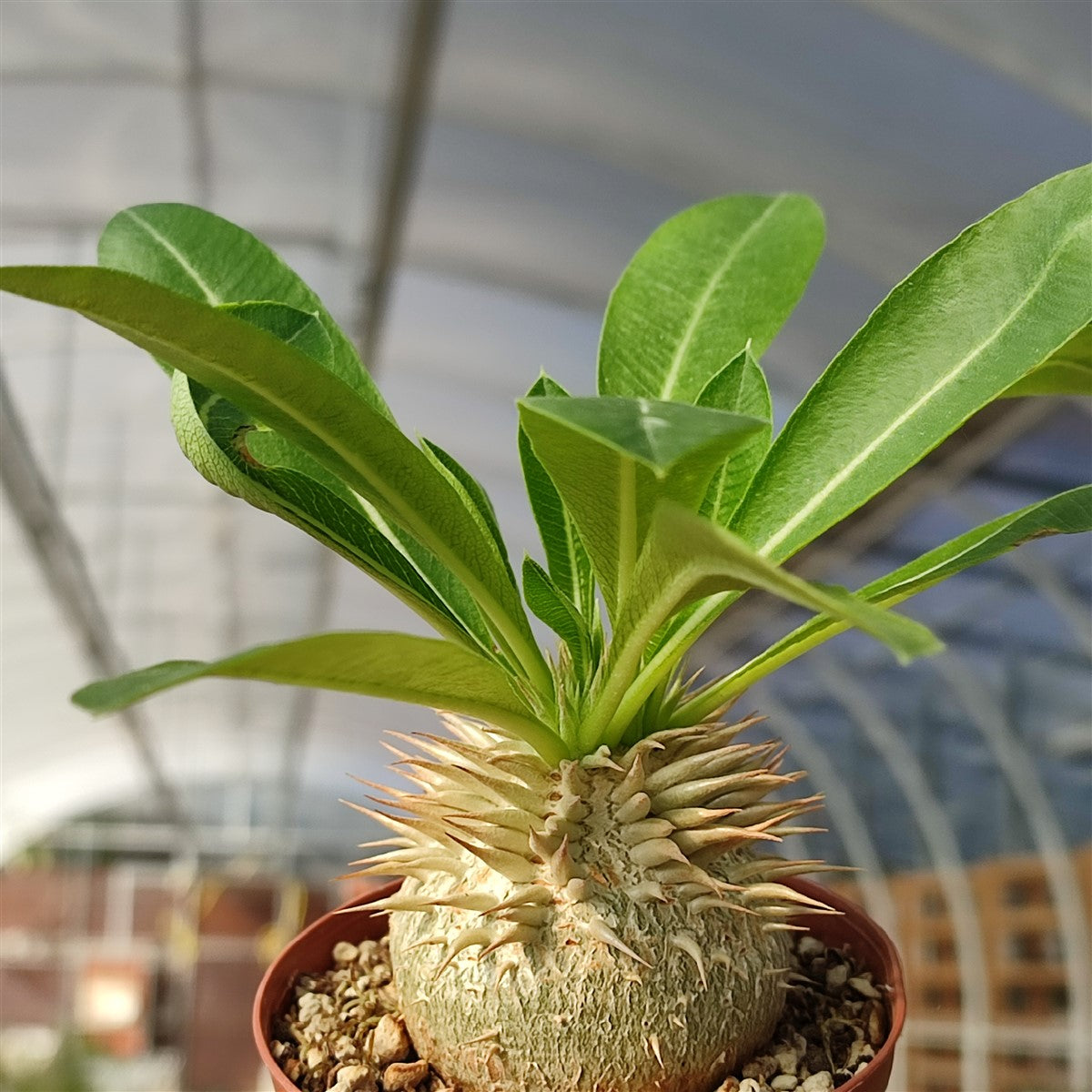 Pachypodium enigmaticum - 10 Semi – Alta Germinabilità, Varietà Selezionata, Non-GMO