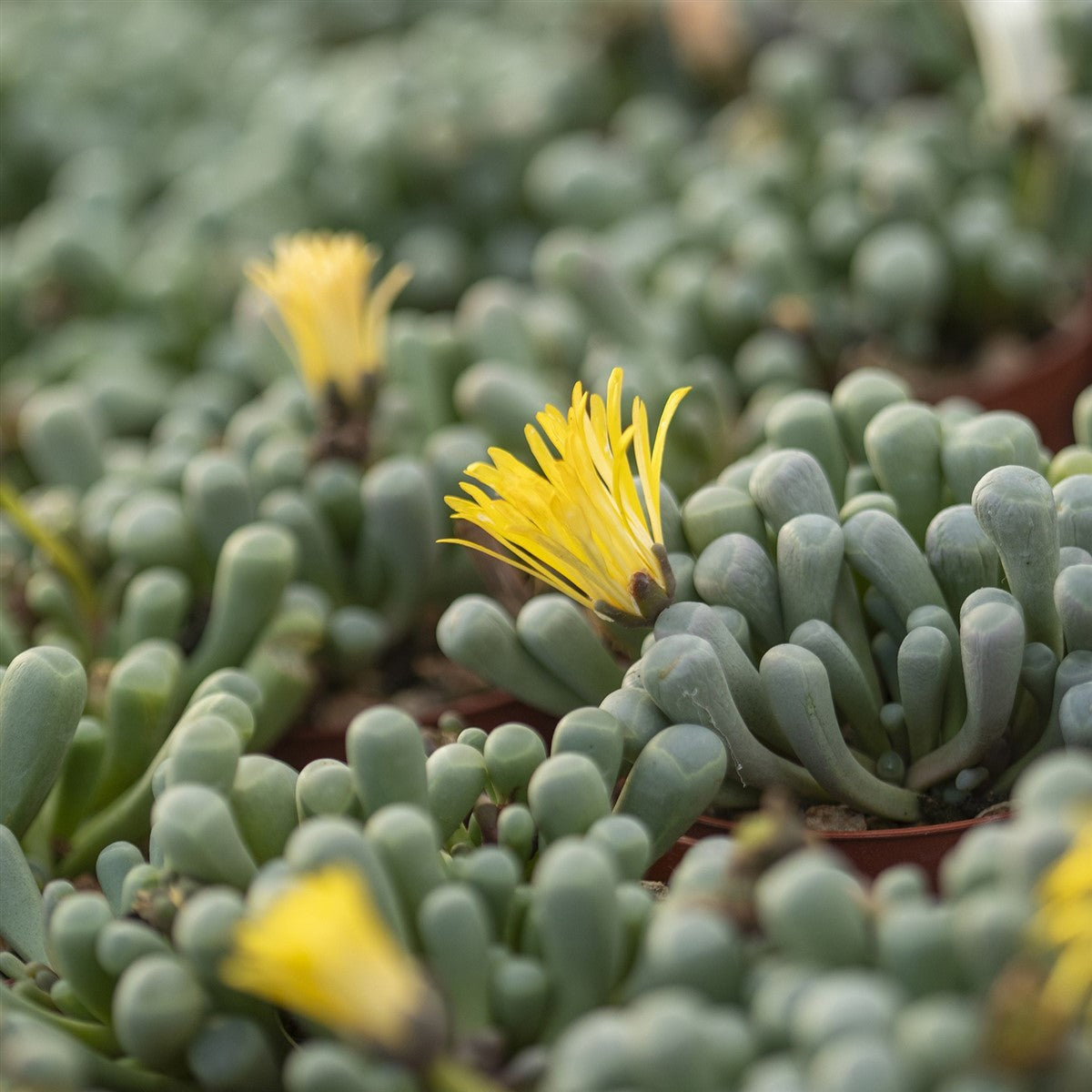 Fenestraria aurantiaca – 10 Semi, Pianta Finestra, Foglie Tubolari, Fiori Arancioni, Facile da Coltivare, Alta Germinabilità, Non-GMO