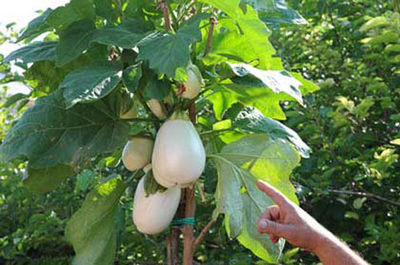 Solanum Torvum (Albero della Melanzana) – 100 Semi – Frutti Piccoli, Rari, Semi rari