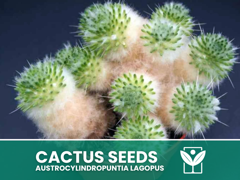 Austrocylindropuntia Lagopus – 10 Semi – Cactus Seeds, Pianta Succulenta, Cactaceae, Fiore, Alta Germinabilità - Botanis - Vendita semi online di piante rare