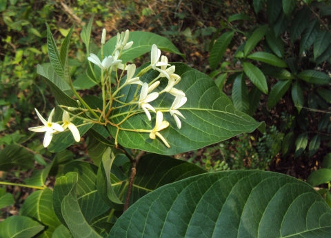 Holarrhena Pubescens – 5 Semi – Albero della Medicina, Fiori Bianchi Profumati, Pianta Medicinale, Ideale per Climi Caldi, Rara