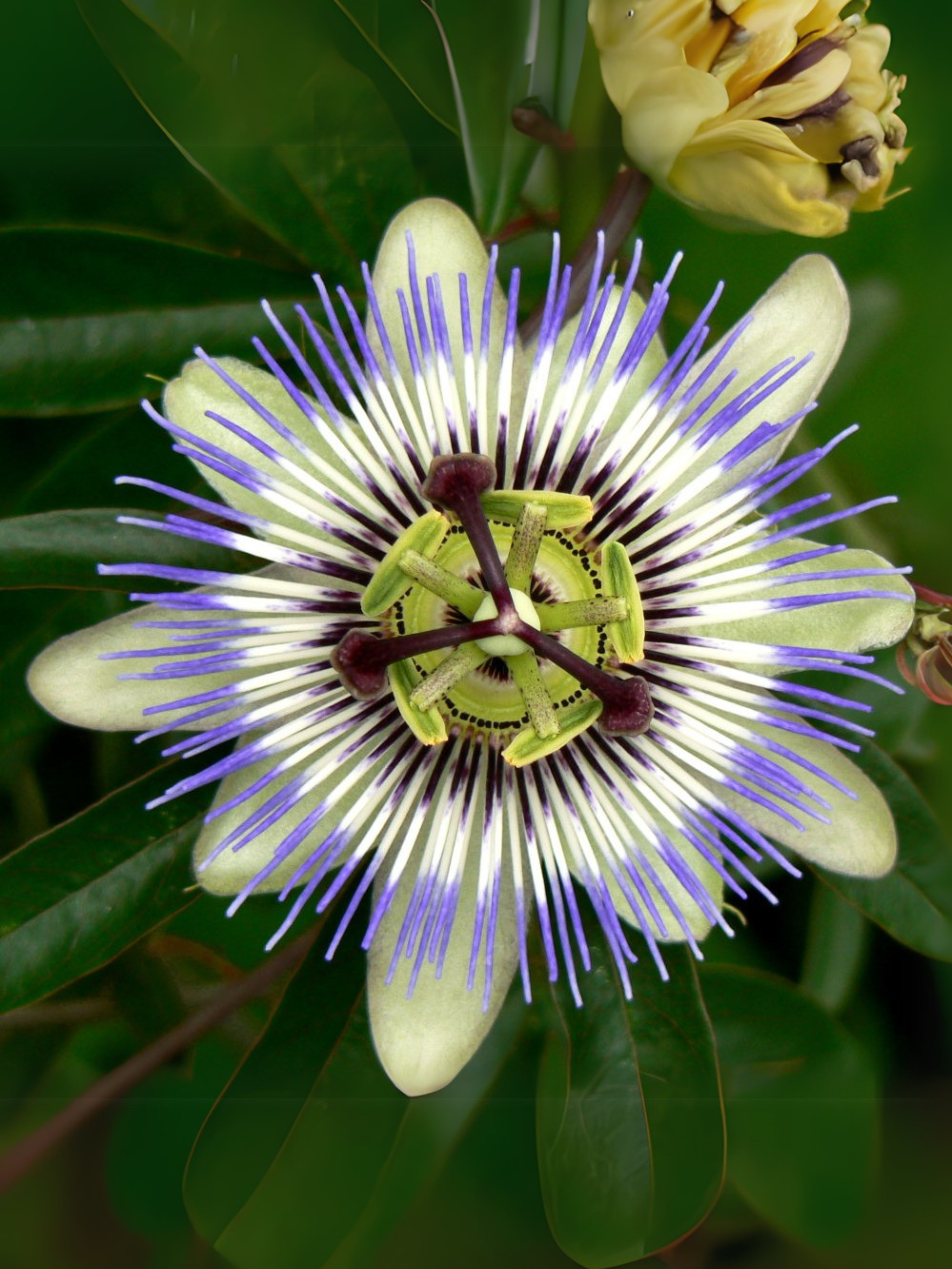 Passiflora Andina – 10 Semi – Pianta Tropicale, Fiori Esotici, Frutti Commestibili, Alta Germinabilità