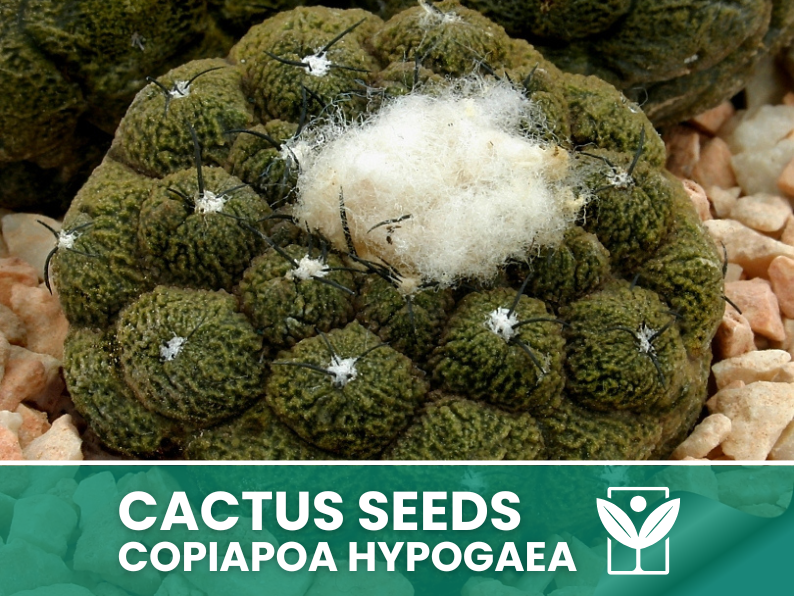 Copiapoa Hypogaea – 10 Semi – Cactus Seeds, Pianta Succulenta, Cactaceae, Fiore, Alta Germinabilità - Botanis - Vendita semi online di piante rare