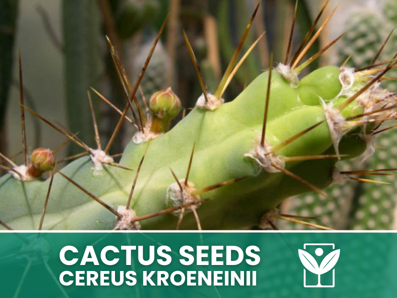 Cereus Kroeneinii – 10 Semi – Cactus Seeds, Pianta Succulenta, Cactaceae, Fiore, Alta Germinabilità - Botanis - Vendita semi online di piante rare