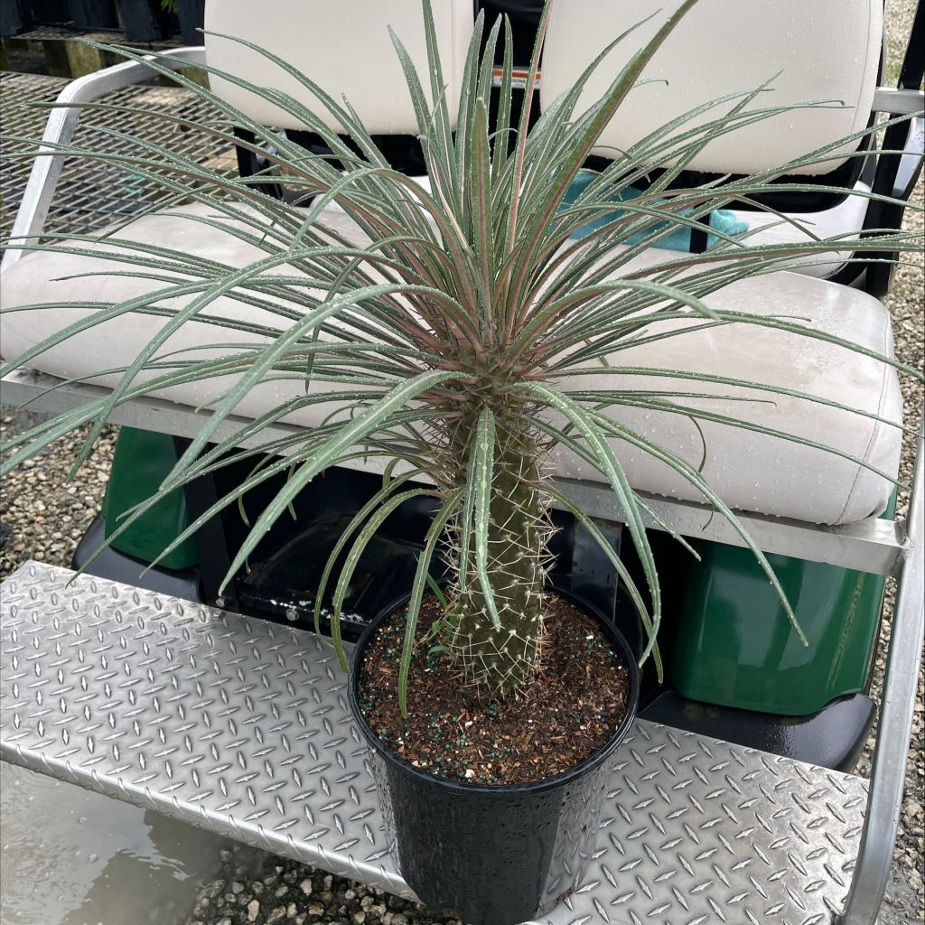 Pachypodium geayi - 10 Semi – Alta Germinabilità, Varietà Selezionata, Non-GMO