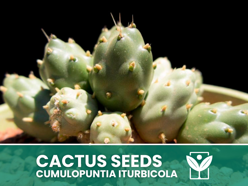 Cumulopuntia Iturbicola – 10 Semi – Cactus Seeds, Pianta Succulenta, Cactaceae, Fiore, Alta Germinabilità - Botanis - Vendita semi online di piante rare