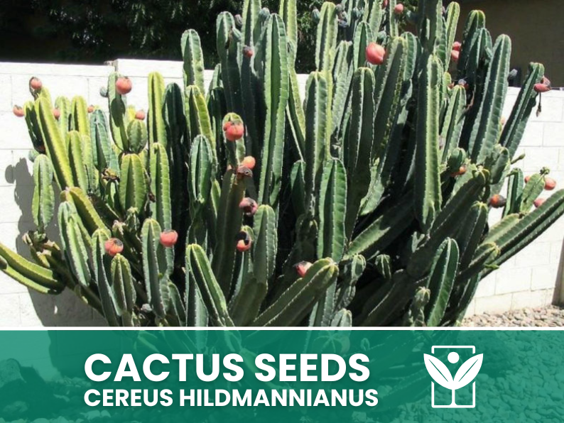 Cereus Hildmannianus – 10 Semi – Cactus Seeds, Pianta Succulenta, Cactaceae, Fiore, Alta Germinabilità - Botanis - Vendita semi online di piante rare