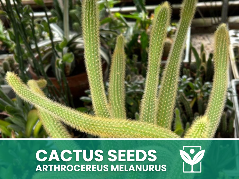 Arthrocereus Melanurus – 10 Semi – Cactus Seeds, Pianta Succulenta, Cactaceae, Fiore, Alta Germinabilità