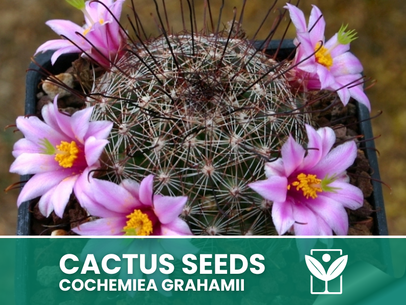 Cochemiea Grahamii – 10 Semi – Cactus Seeds, Pianta Succulenta, Cactaceae, Fiore, Alta Germinabilità - Botanis - Vendita semi online di piante rare