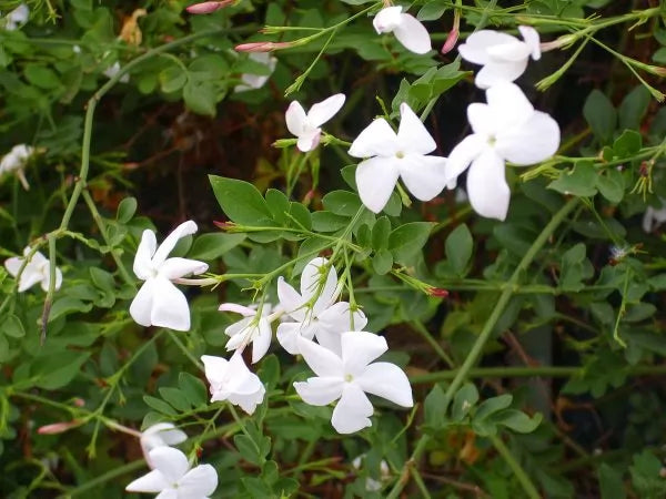 Jasminum officinale – 30 Semi, Fiori Bianchi, Rampicante Profumato, Muri, Facile da Coltivare, Alta Germinabilità, Non-GMO
