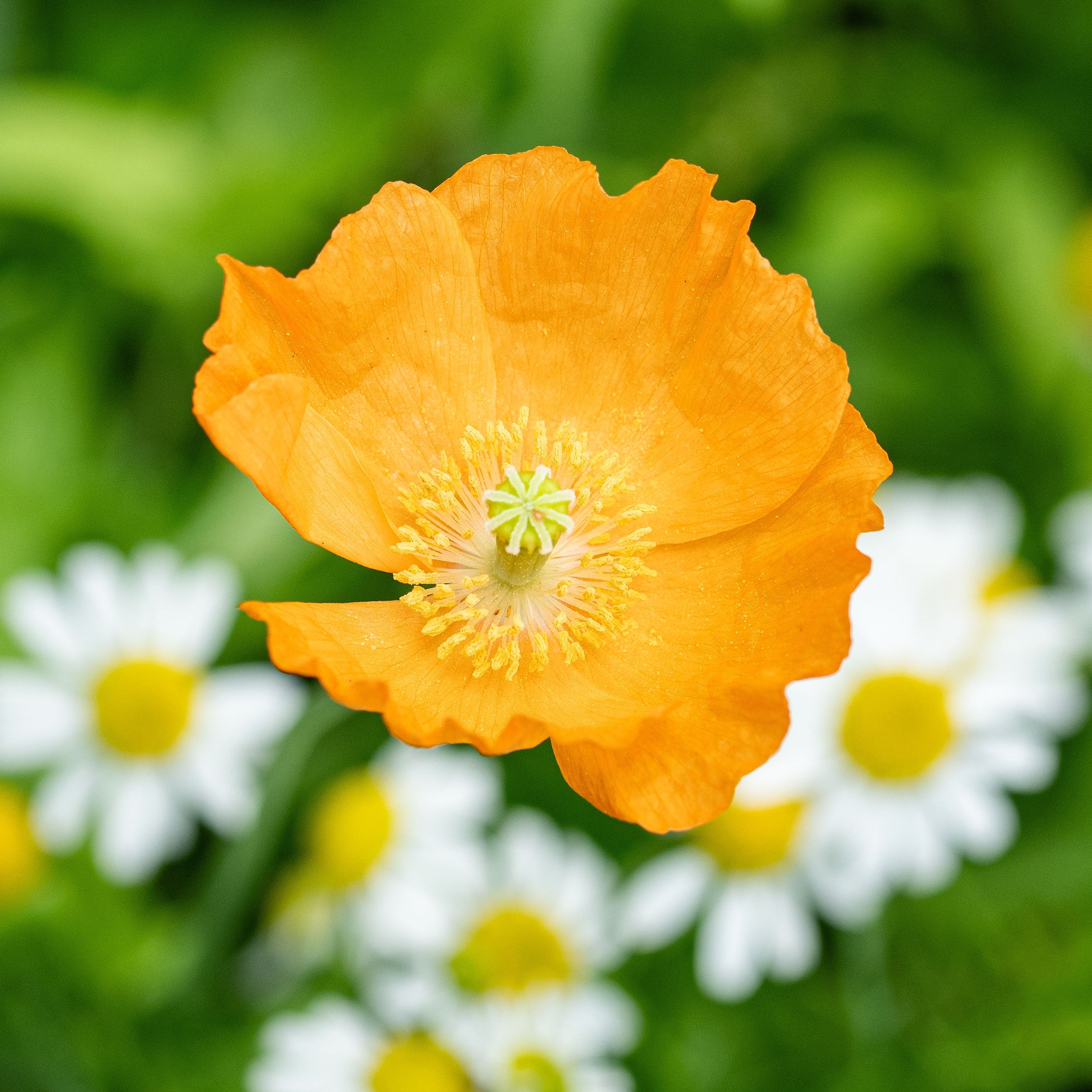 50 Semi di Papavero di Spagna Papaver rupifragum – Semi Freschi, Alta Germinabilità, No-GMO