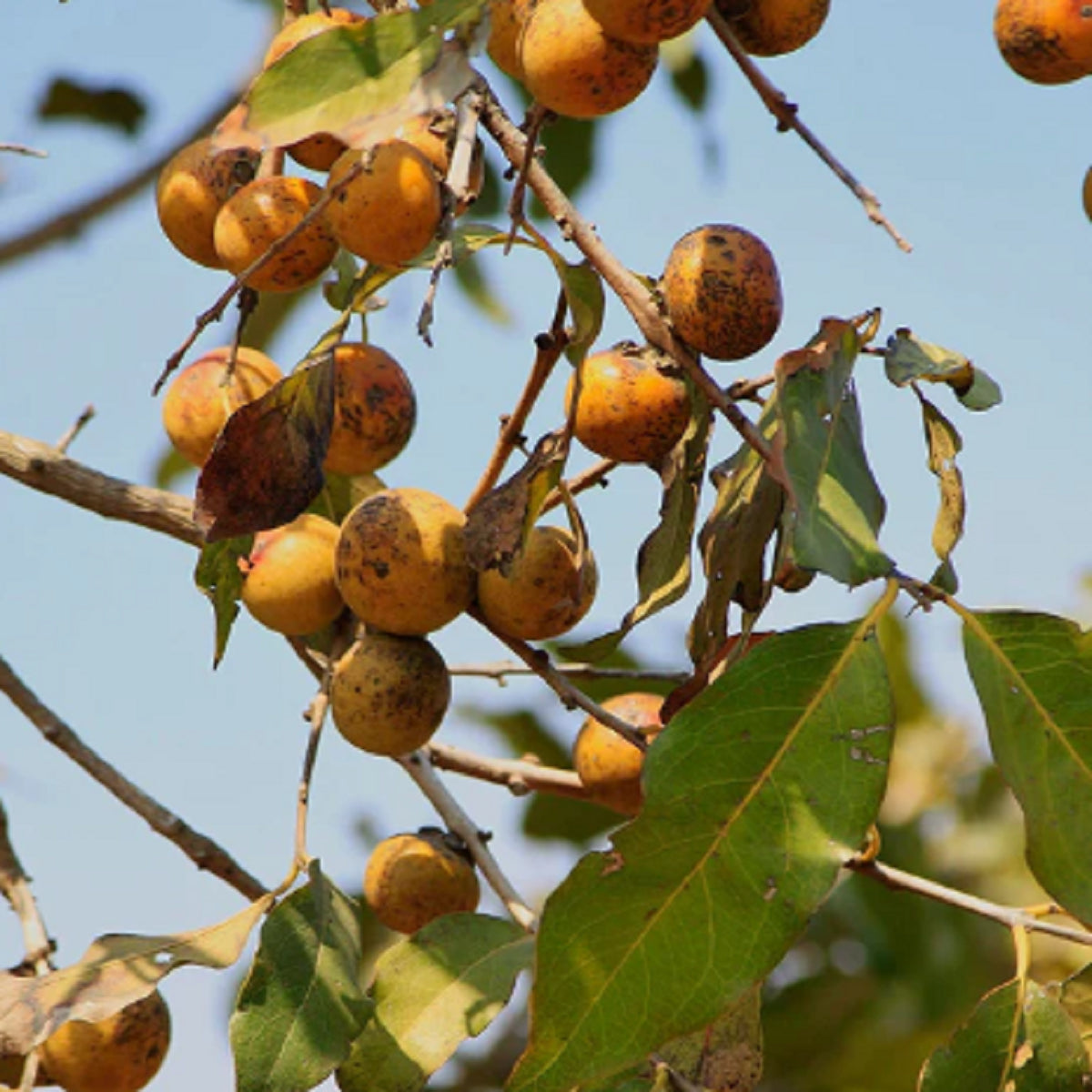 Diospyros Melanoxylon Ebano Coromandel – 30 Semi – Albero di Ebano, Legno Pregiato, Ideale per Giardini Tropicali