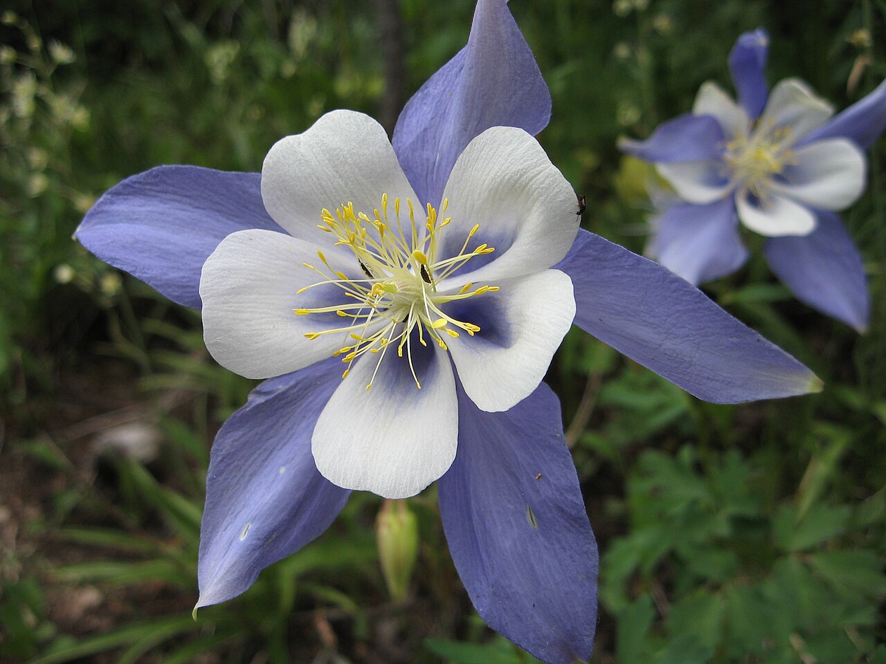 Aquilegia Caerulea – 30 Semi, Blu e Bianco, Alpina, Giardino, Facile da Coltivare, Alta Germinabilità, Non-GMO