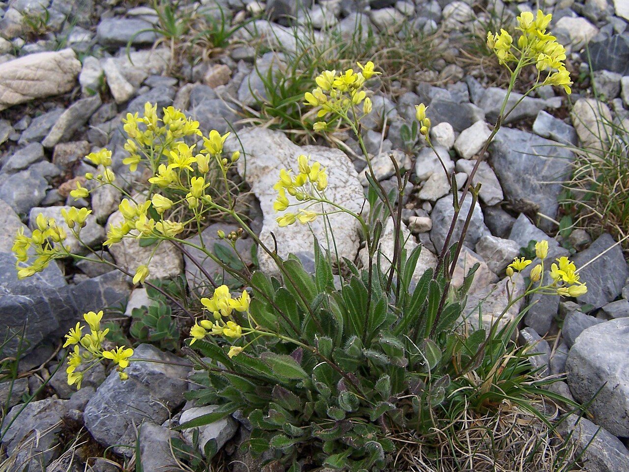 Biscutella – 10 Semi, Fiori Gialli, Rustico, Campo, Facile da Coltivare, Alta Germinabilità, Non-GMO