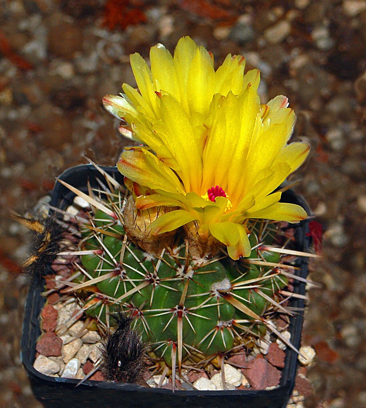Parodia mammulosa - 10 Semi – Alta Germinabilità, Varietà Selezionata, Non-GMO