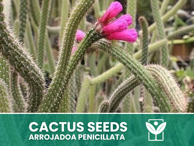 Arrojadoa Penicillata – 10 Semi – Cactus Seeds, Pianta Succulenta, Cactaceae, Fiore, Alta Germinabilità