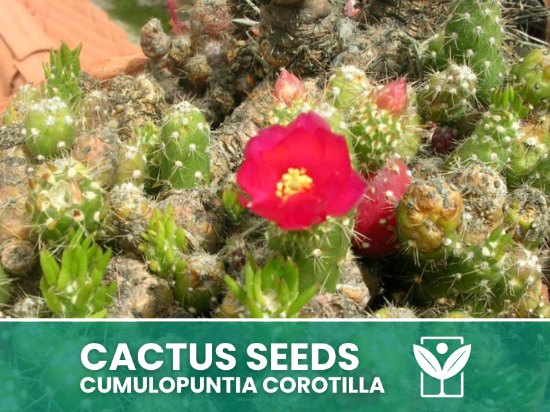 Cumulopuntia Corotilla – 10 Semi – Cactus Seeds, Pianta Succulenta, Cactaceae, Fiore, Alta Germinabilità - Botanis - Vendita semi online di piante rare