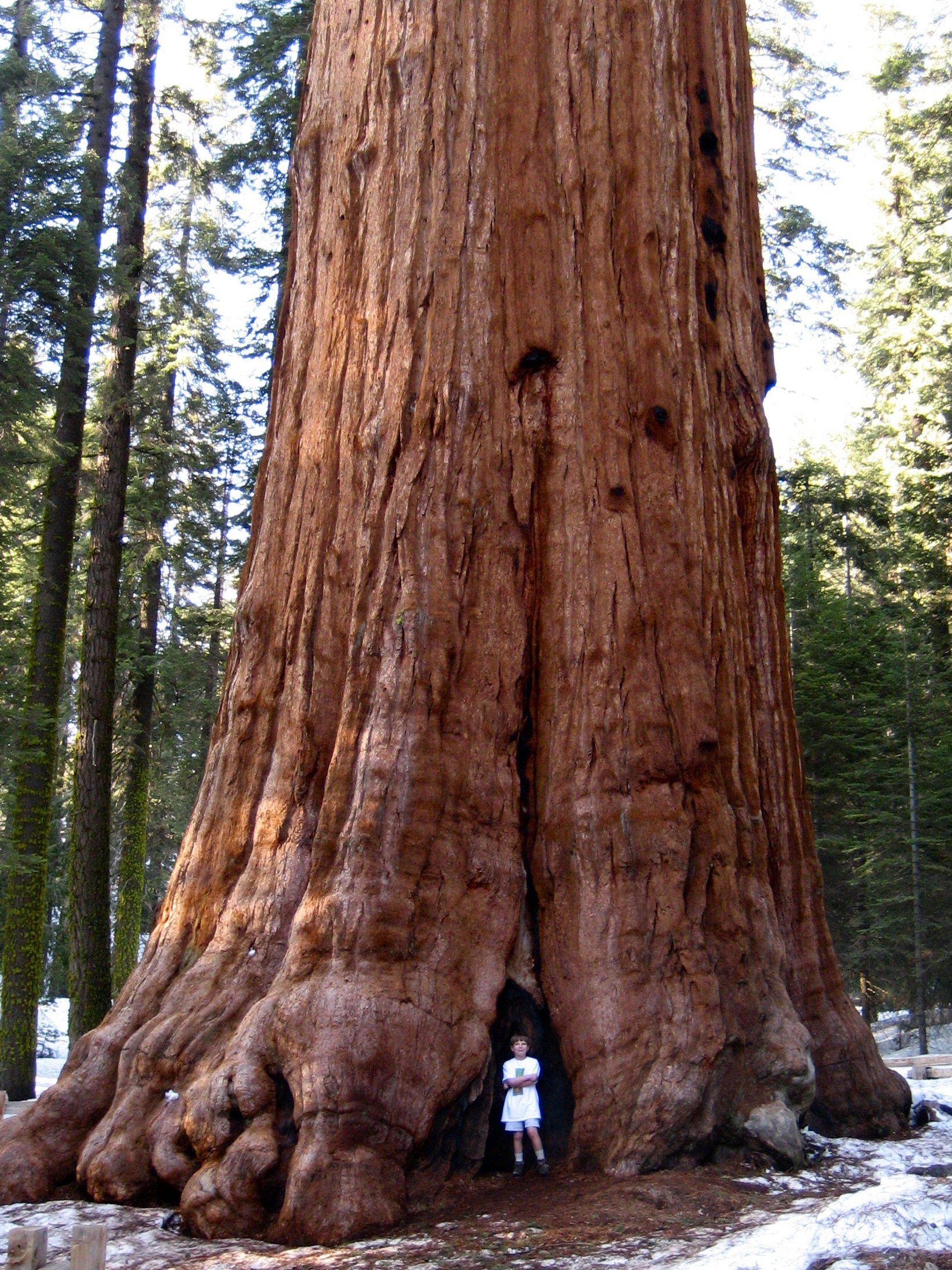 Giant Sequoia Sequoiadendron Giganteuma – 10 Seeds – Monumental Tree, Long Life, Ideal for Large Gardens
