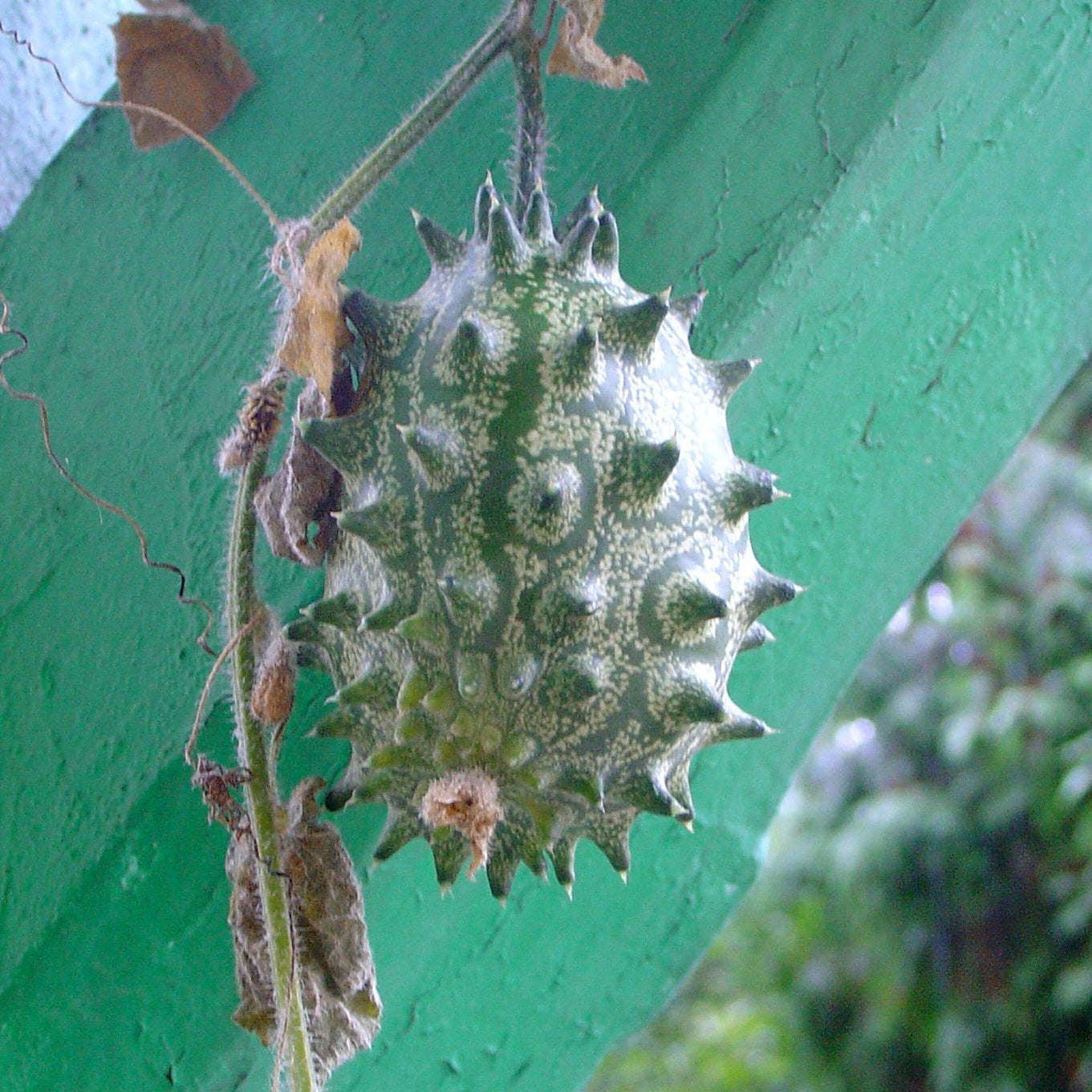 Kiwano Rotondo Bianco Rarissimo – 50 Semi – Frutto Bianco, Sapore Dolce e Rinfrescante, Ideale per Orti Esotici, Non-GMO