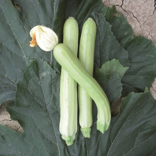 Zucchino Bianco di Palermo – 15 Semi – Zucchina Bianca, Sapore Delicato, Crescita Vigorosa, Perfetto per Orto
