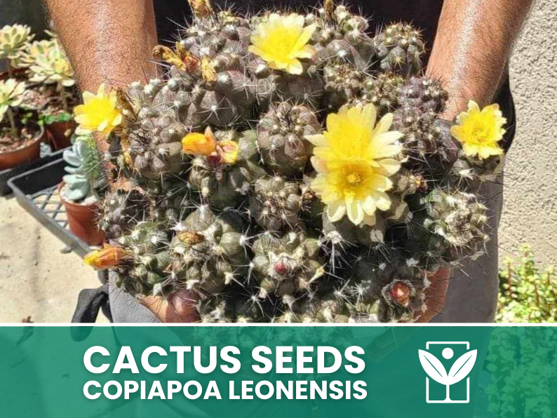 Copiapoa Leonensis – 10 Semi – Cactus Seeds, Pianta Succulenta, Cactaceae, Fiore, Alta Germinabilità