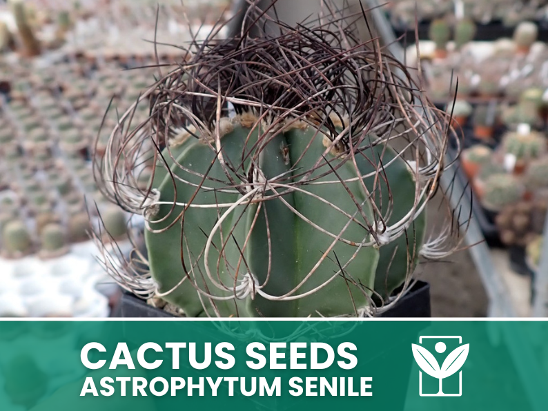 Astrophytum Senile – 10 Semi – Cactus Seeds, Pianta Succulenta, Cactaceae, Fiore, Alta Germinabilità - Botanis - Vendita semi online di piante rare